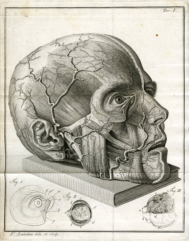 Detail of Human head and diagrams of the eye by Faustino Anderloni