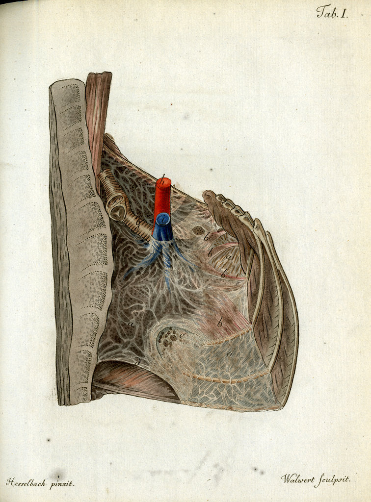 Detail of Serous membrane (lungs) by Walwert