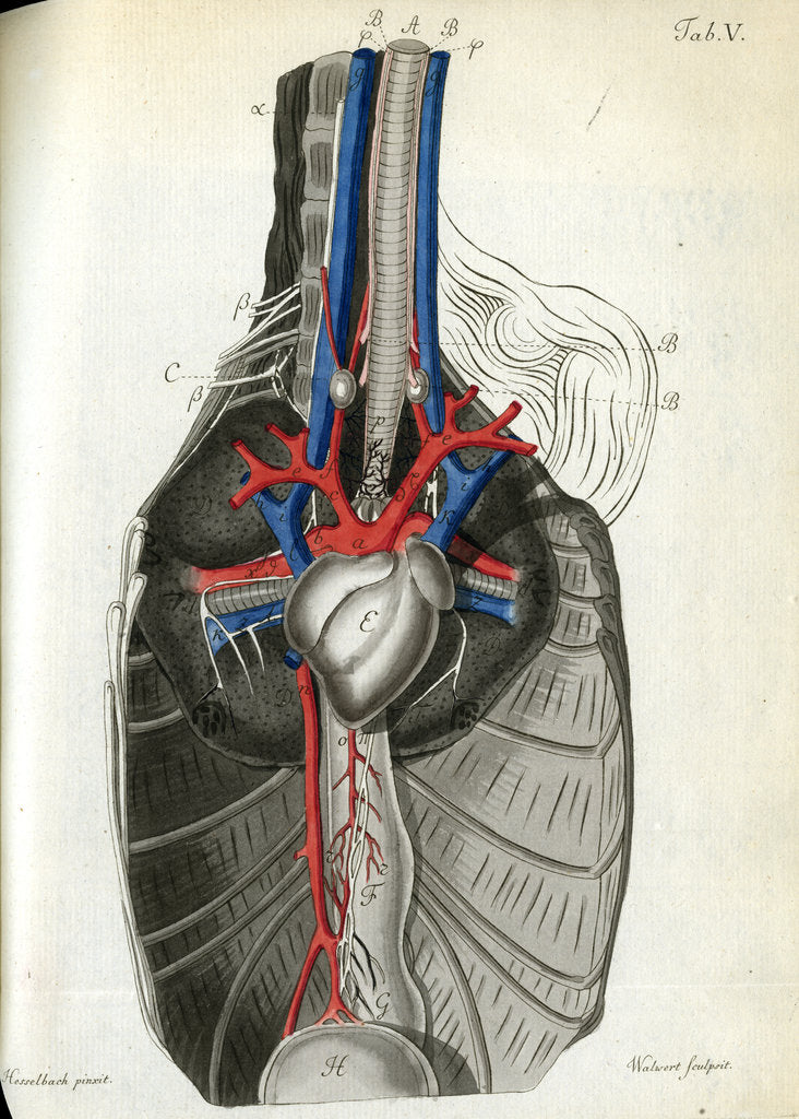 Detail of View of the chest cavity by Walwert