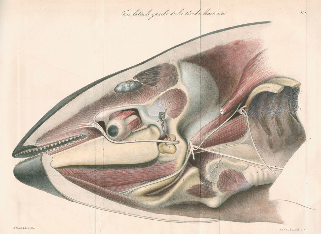 Detail of Dissected head of a porpoise by Antoine Toussaint de Chazal