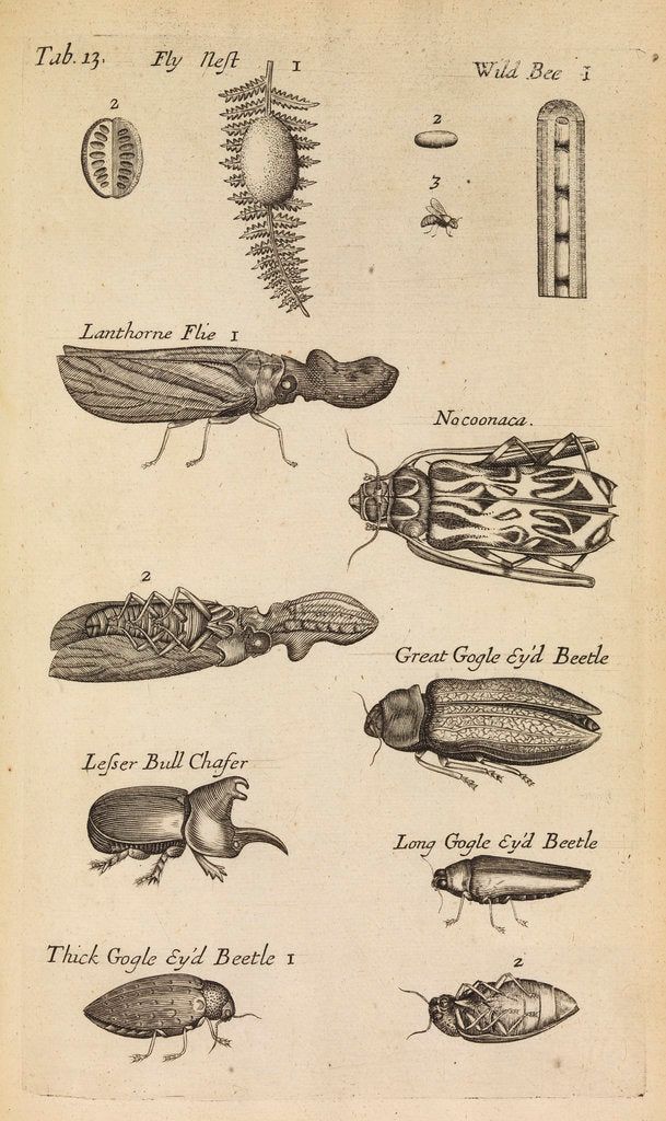 Insects in the Royal Society's Repository posters & prints by Anonymous
