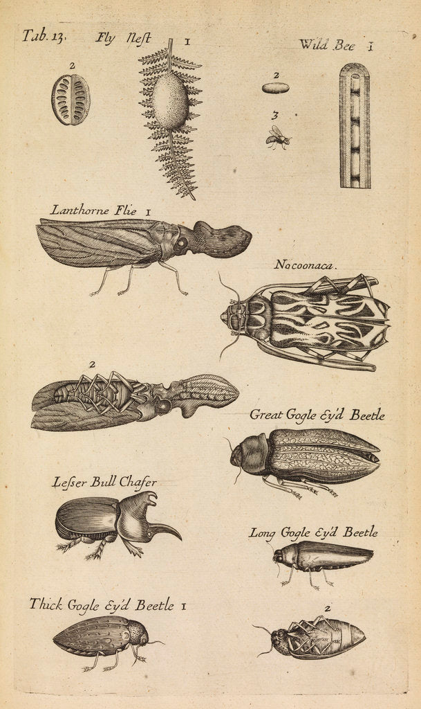 Detail of Insects in the Royal Society's Repository by Anonymous