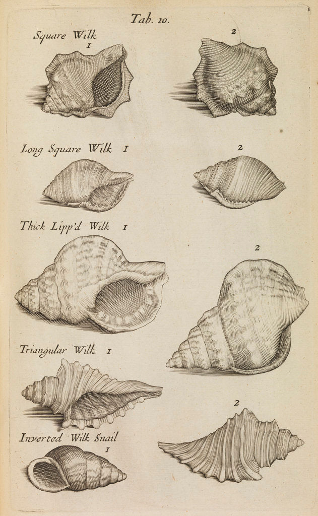 Detail of Whelk shells in the Royal Society's Repository by Anonymous