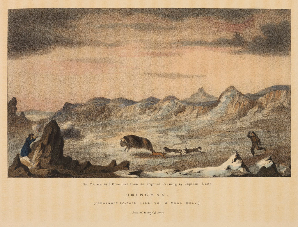 Detail of James Clark Ross killing a musk ox by John Brandard