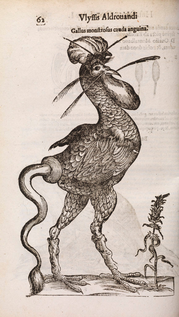 Detail of A 'monstrous cockerel with a snake's tail' by unknown