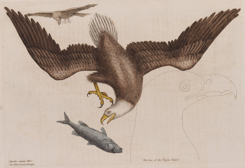 Detail of The bald eagle by Mark Catesby