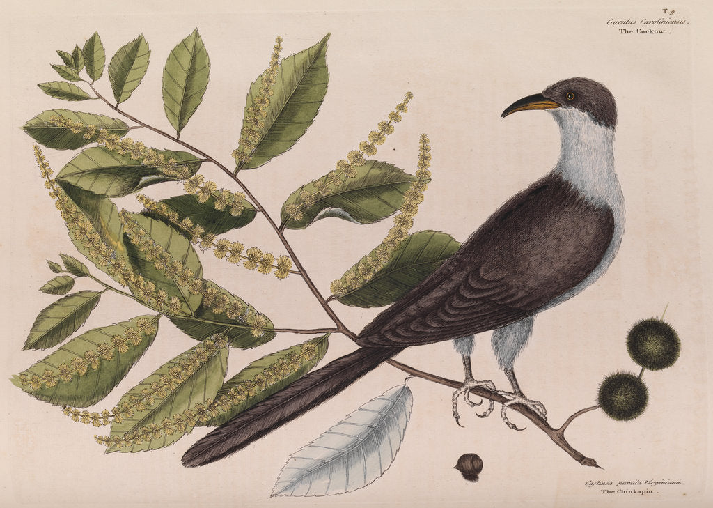 Detail of The 'cuckow of Carolina and the chinkapin' by Mark Catesby