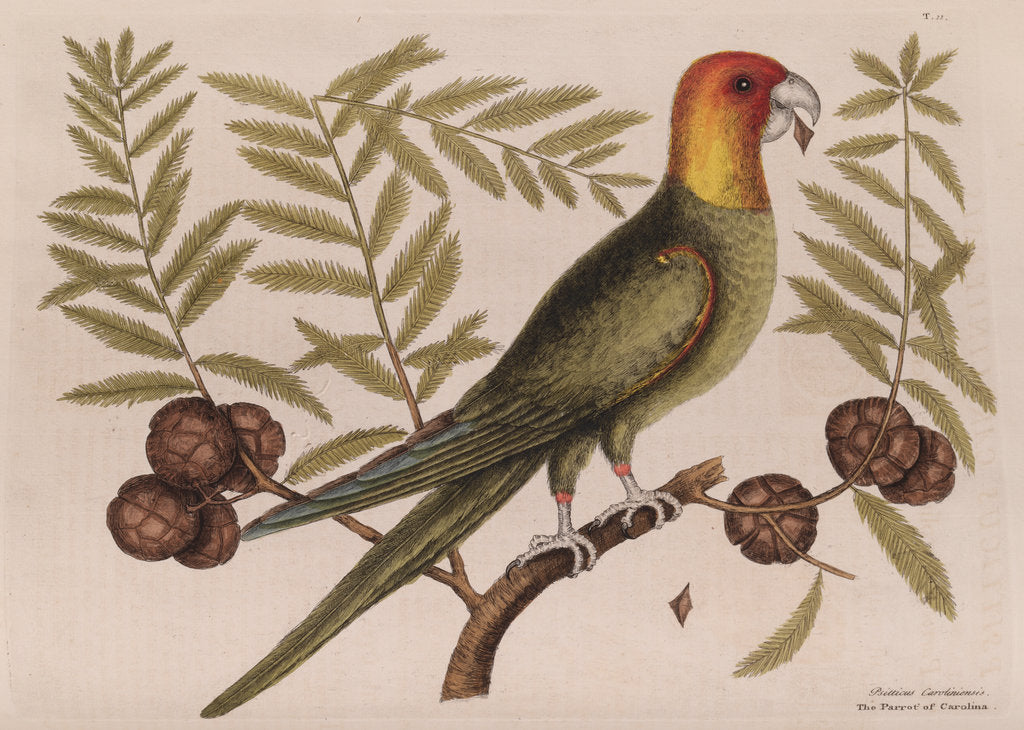 Detail of The parrot of Carolina and the cypress of America by Mark Catesby