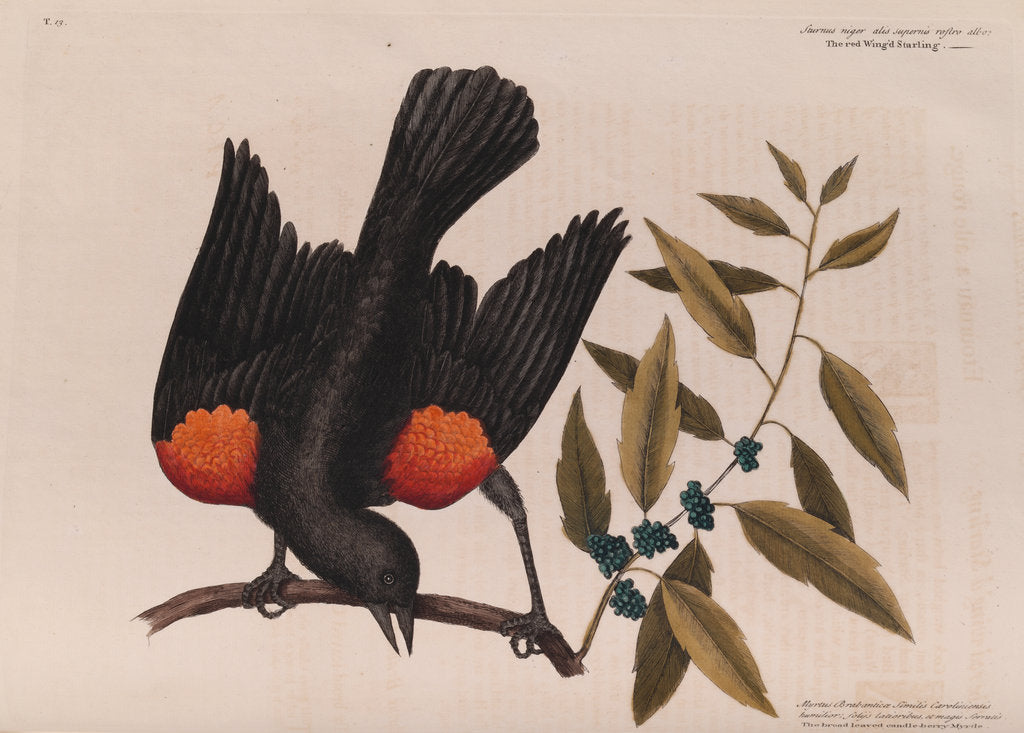 Detail of The 'red wing'd starling' and the 'broad-leaved candle-berry myrtle' by Mark Catesby