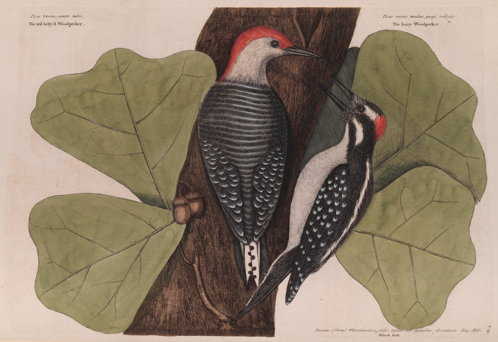 Detail of The 'red-bellied wood-pecker', the 'hairy wood-pecker' and the 'black oak' by Mark Catesby