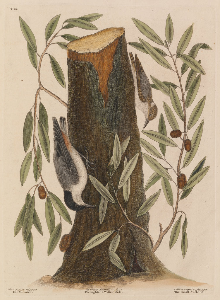 Detail of The 'nuthatch', the 'small nuthatch' and the 'highland willow oak' by Mark Catesby