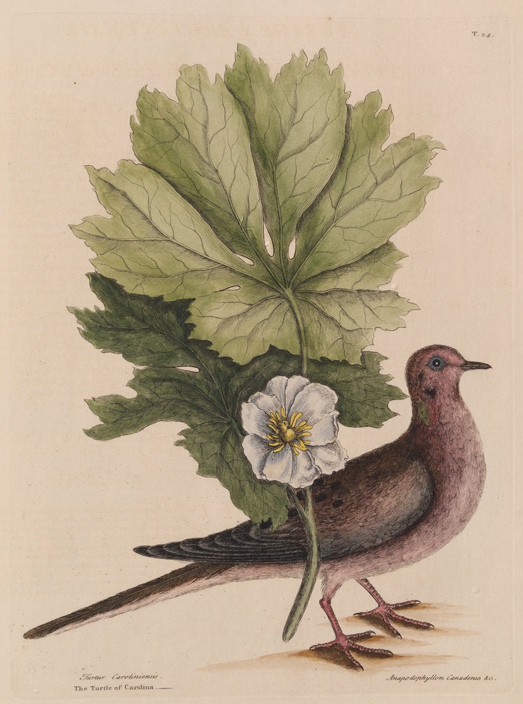 The 'turtle of Carolina' and the 'may apple' by Mark Catesby