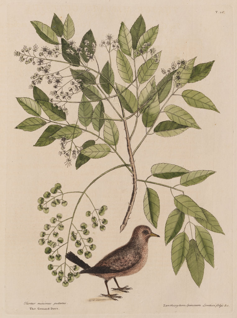 Detail of The ground-dove and the pellitory, or tooth-ach tree by Mark Catesby