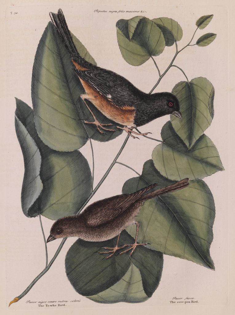 The 'towhe' bird, the 'cowpen' bird and the 'black poplar' of Carolina by Mark Catesby