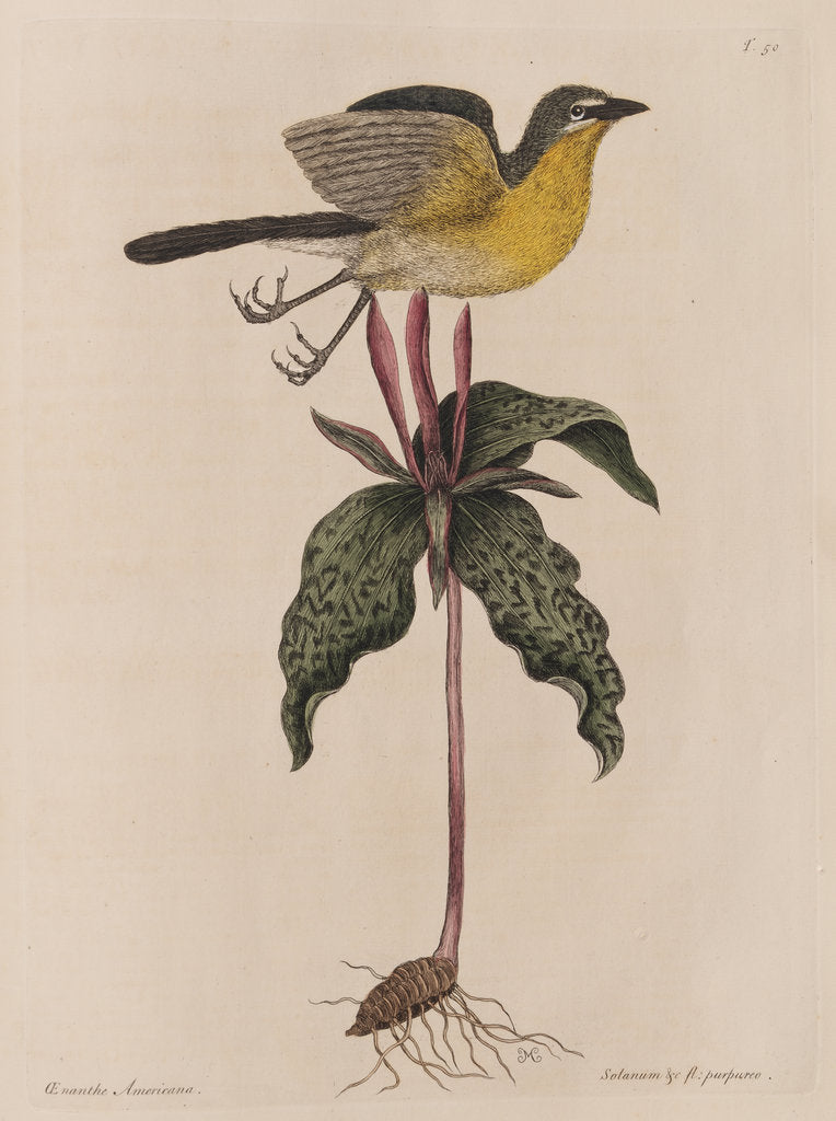 Detail of The yellow brested chat and the 'Solanum triphyllon' by Mark Catesby