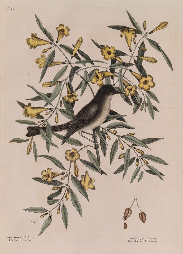 Detail of The 'blackcap fly-catcher' and the 'yellow jessamy' by Mark Catesby