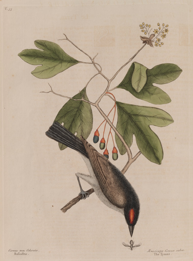 Detail of The 'tyrant' and the sassafras by Mark Catesby