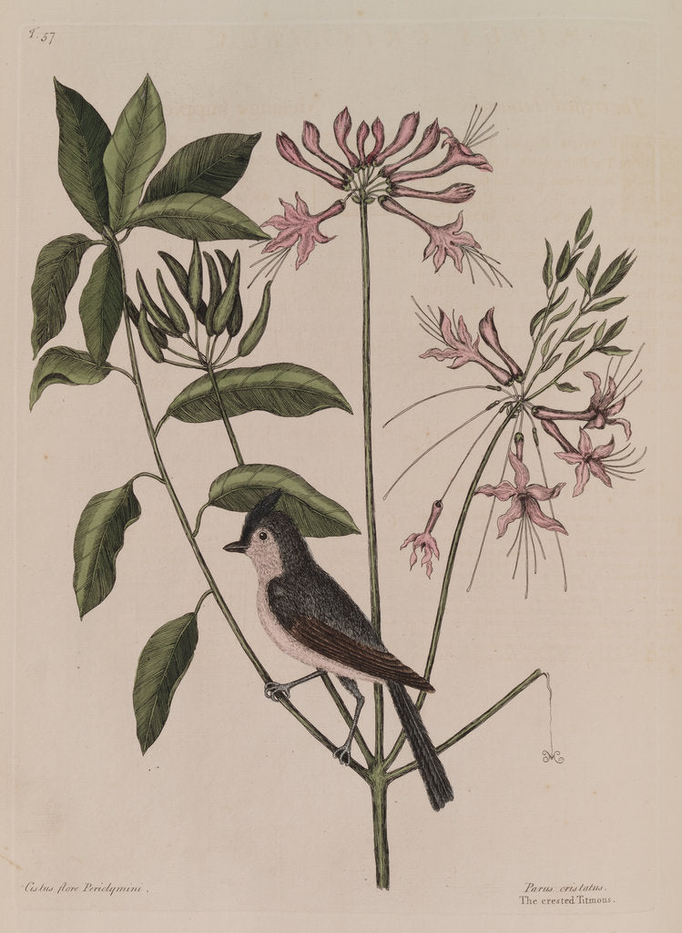 Detail of The 'crested titmouse' and the 'upright honysuckle' by Mark Catesby