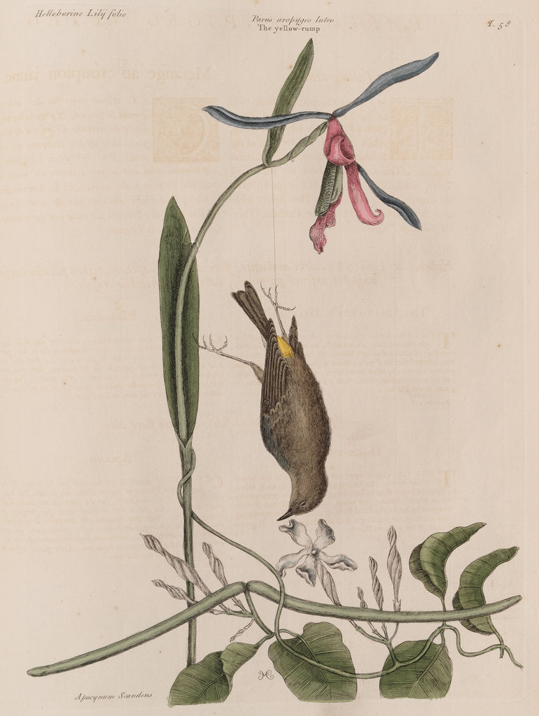 Detail of The 'yellow-rump', the 'lilly-leaf'd hellebore' and the 'dogs-bane' by Mark Catesby