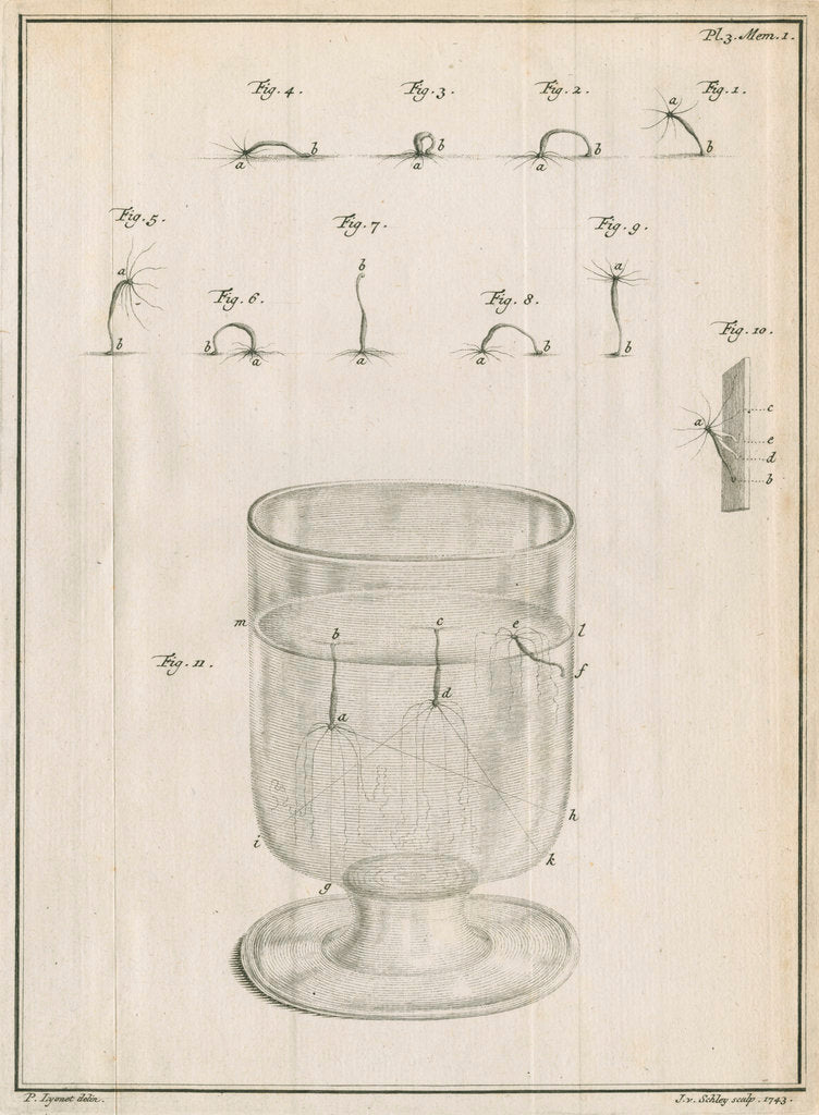Detail of Polyps in a glass with studies of locomotion by Jacobus van der Schley