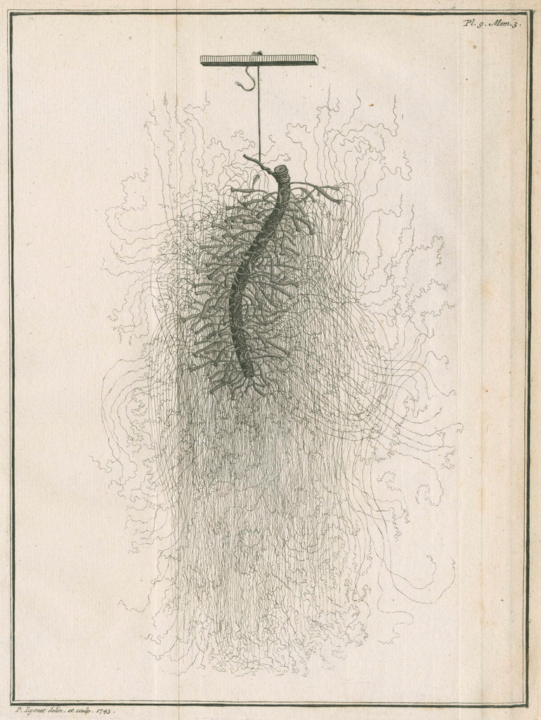 Detail of Freshwater hydra dissection by Pierre Lyonet