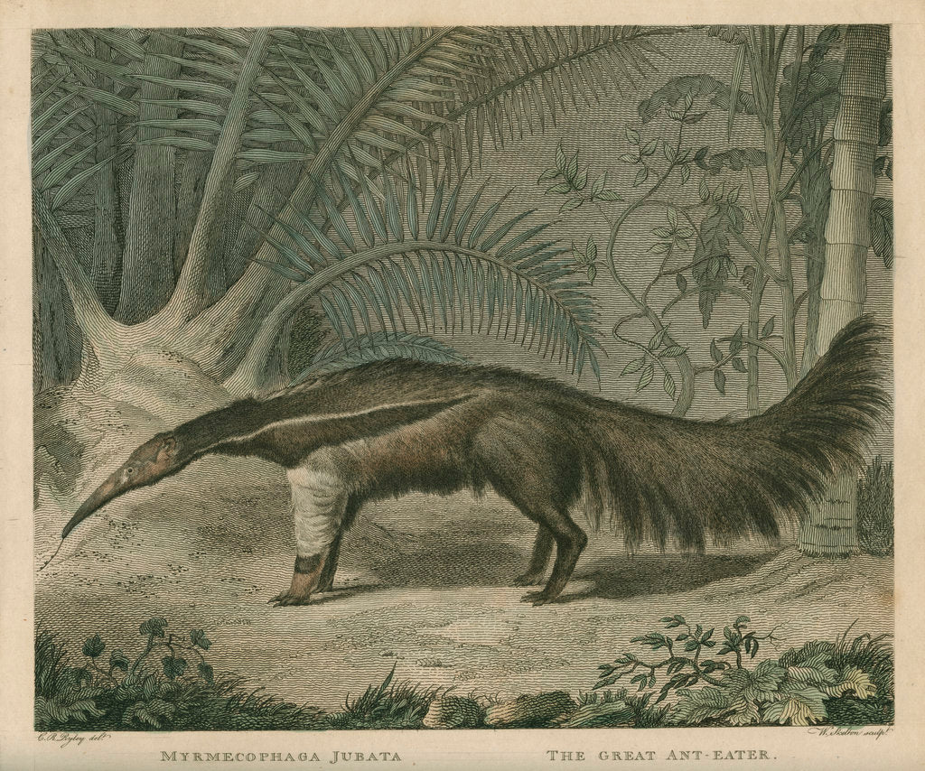 'The Great Ant-Eater' by William Skelton