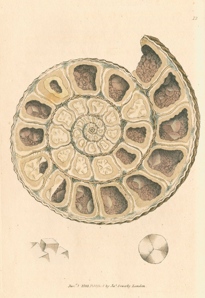 Detail of 'Calx carbonata' [Ammonite with crystals] by James Sowerby