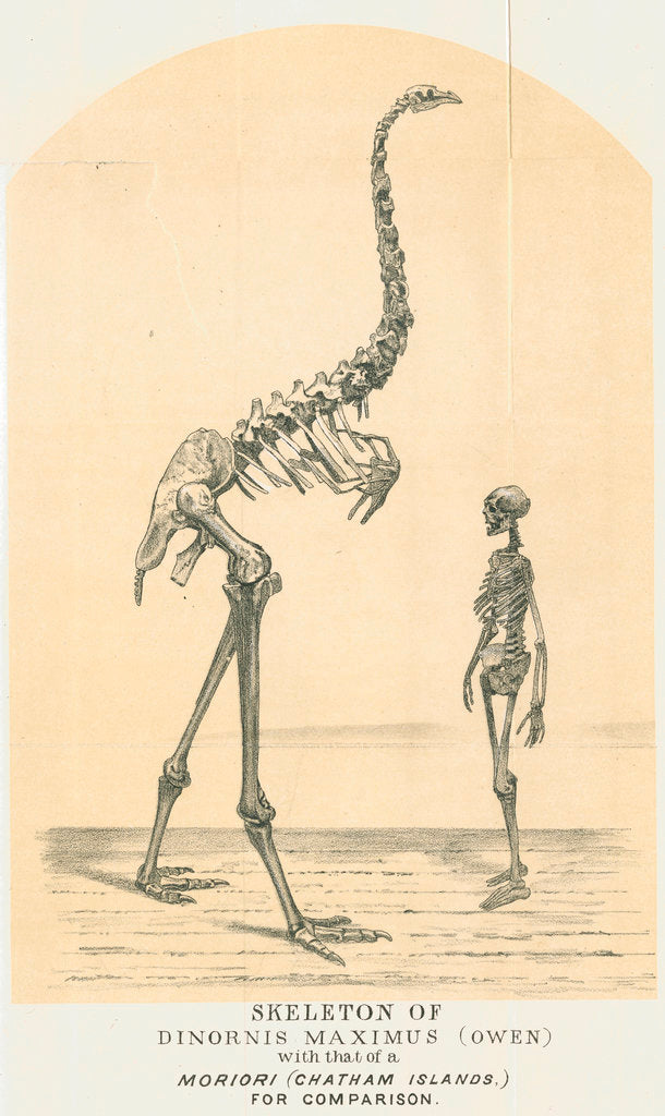 Detail of Skeletons of Moa and man by Lyttelton Times