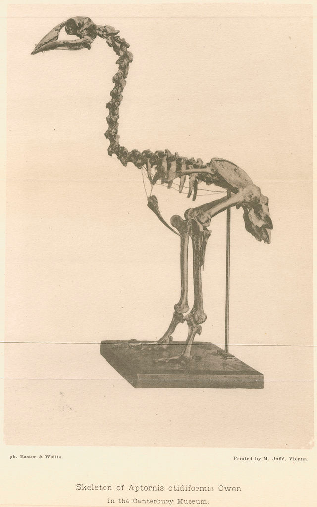 Detail of Skeleton of the Adzebill by Easter & Wallis