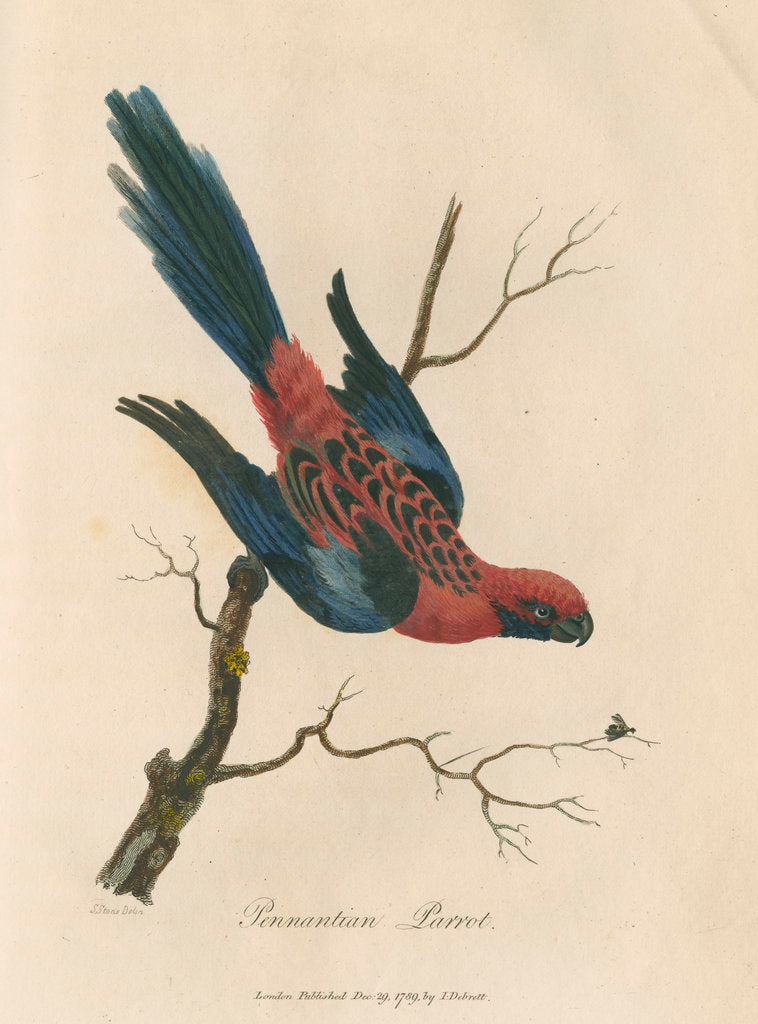 'Pennantian Parrot' by Sarah Stone