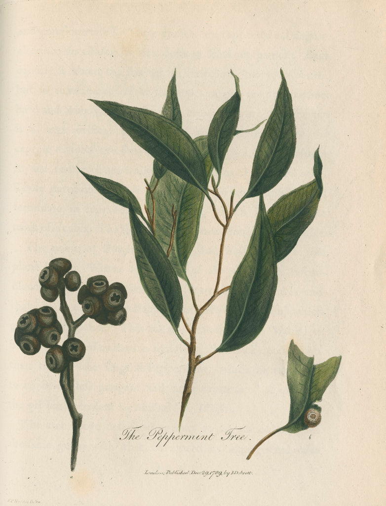'The Peppermint Tree' [Eucalyptus] by Frederick Polydor Nodder