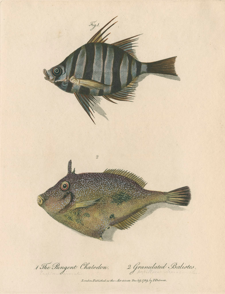 Detail of Studies of two fishes by Sarah Stone