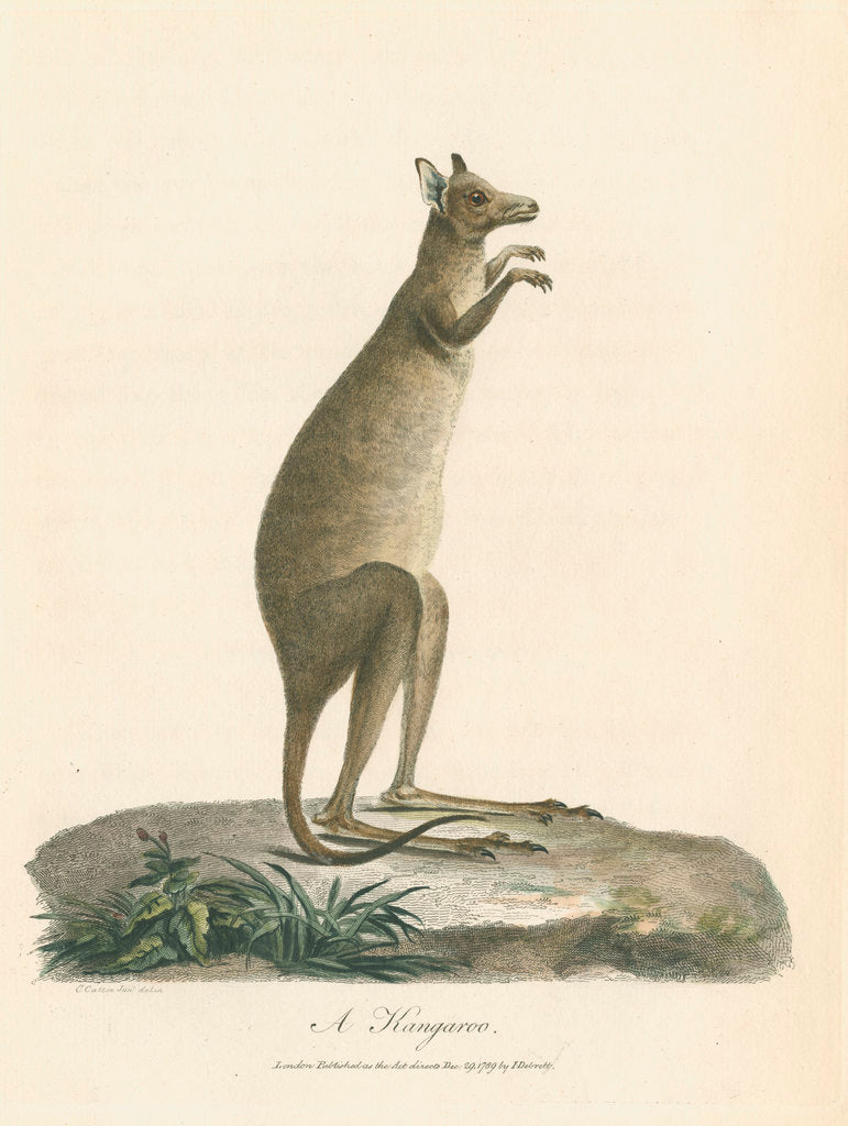 Detail of 'A Kangaroo' by Charles Catton the younger