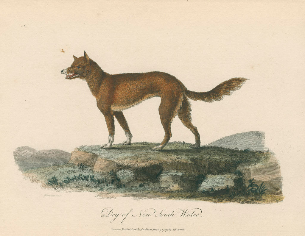 Detail of 'Dog of New South Wales' by Mortimer