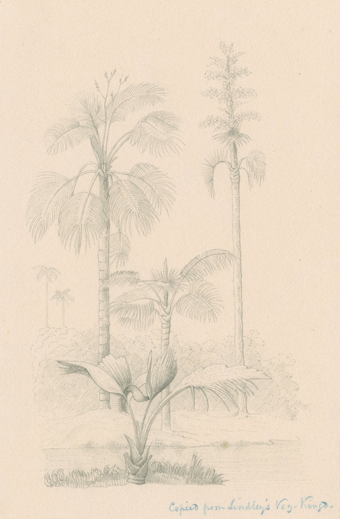 Detail of Vegetation sketch by Richard Spruce