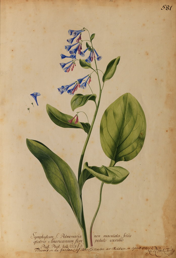 Detail of Symphytum S. Pulmonaria non maculata by Georg Dionysius Ehret