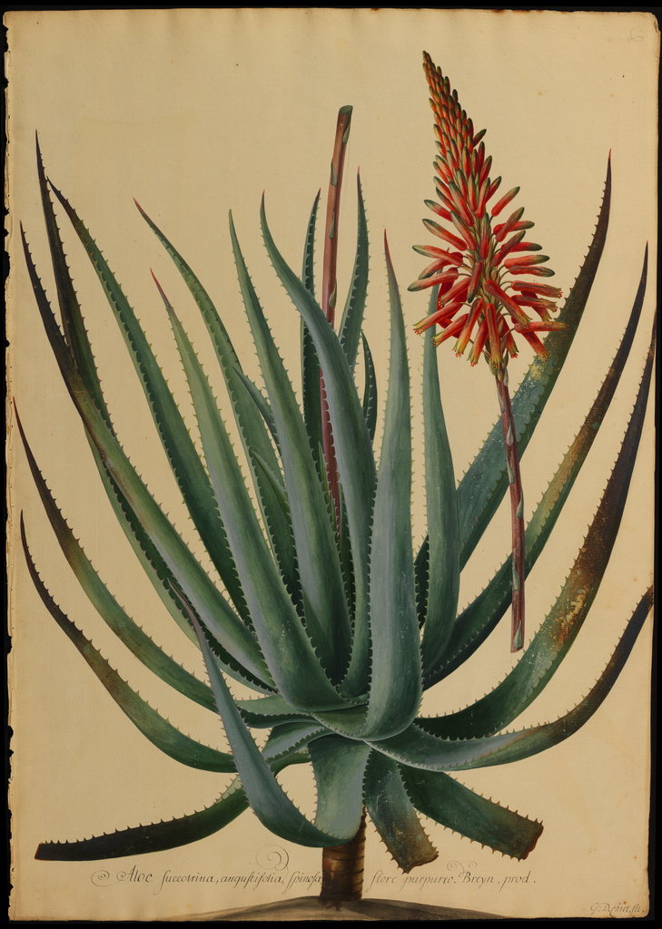 Aloe succotrina by Jacob van Huysum