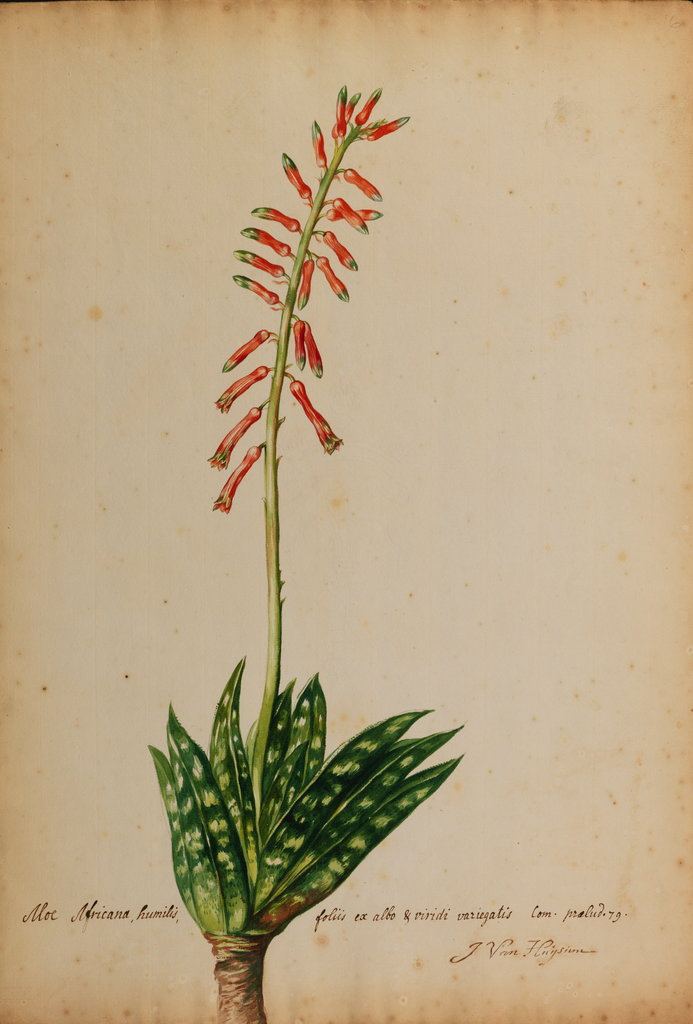 Detail of Aloe africana by Georg Dionysius Ehret
