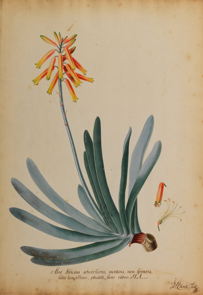 Aloe africana arborescens by Georg Dionysius Ehret
