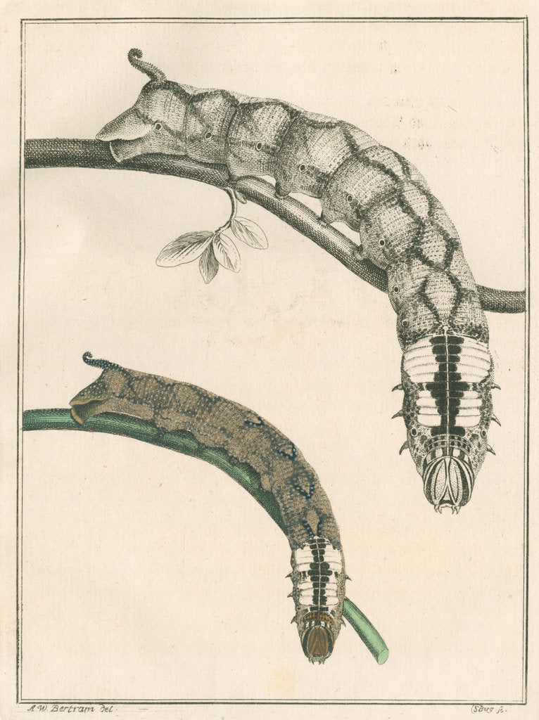 Detail of Caterpillar of the Deathâ€™s head hawk moth by Anonymous