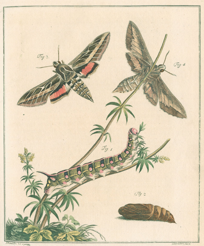 Detail of Striped hawk moth by Johann Rudolf Schellenbur