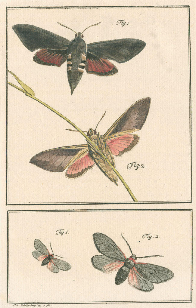 Detail of Studies of two moths by Johann Rudolf Schellenbur
