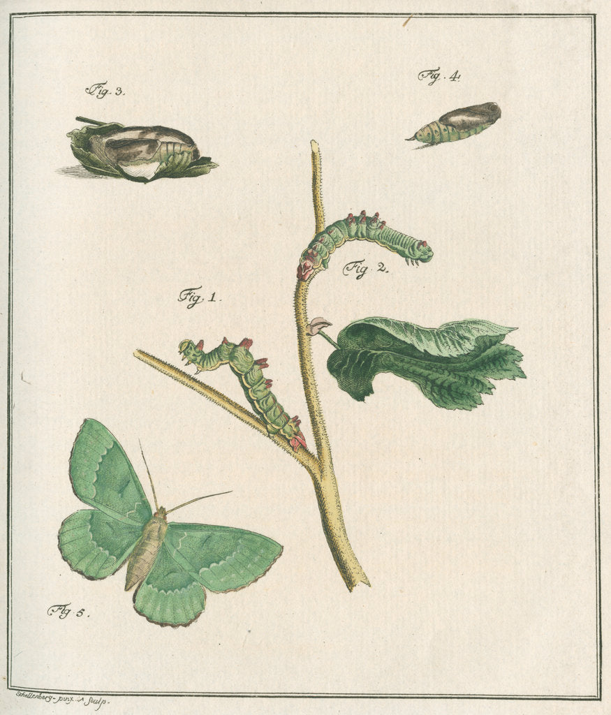 Large emerald moth - Main Image