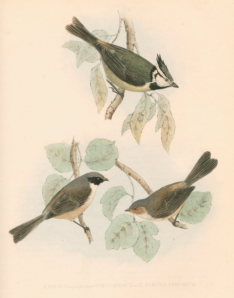 Detail of Studies of three birds by unknown