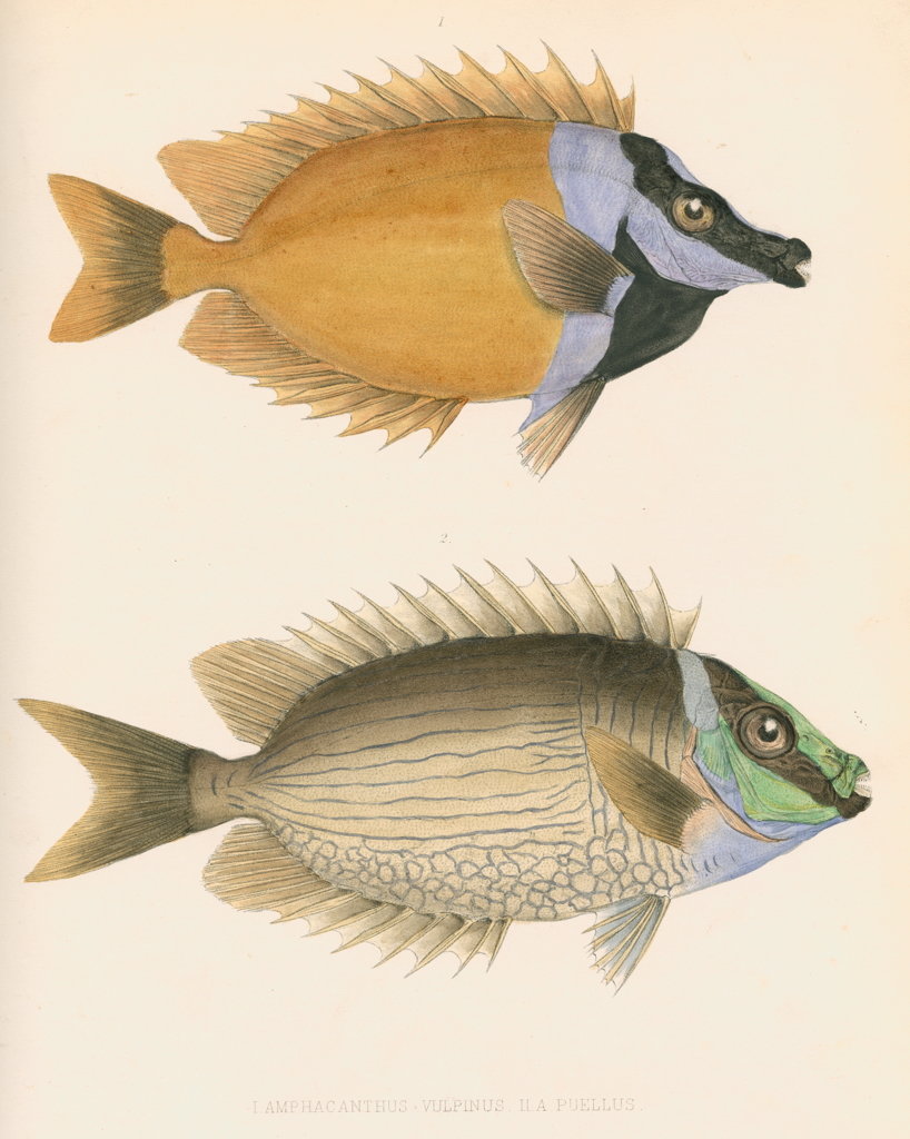 Detail of Studies of two fishes by unknown