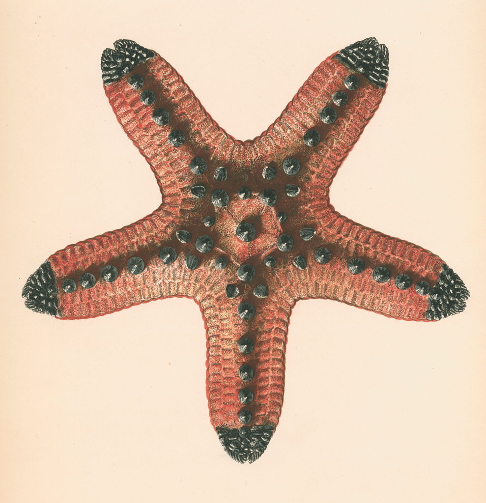 Detail of Oreaster muricatus by unknown