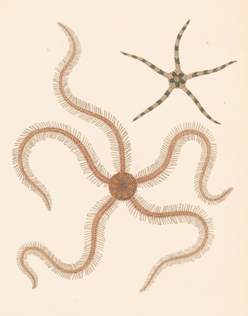 Detail of Brittle stars by unknown