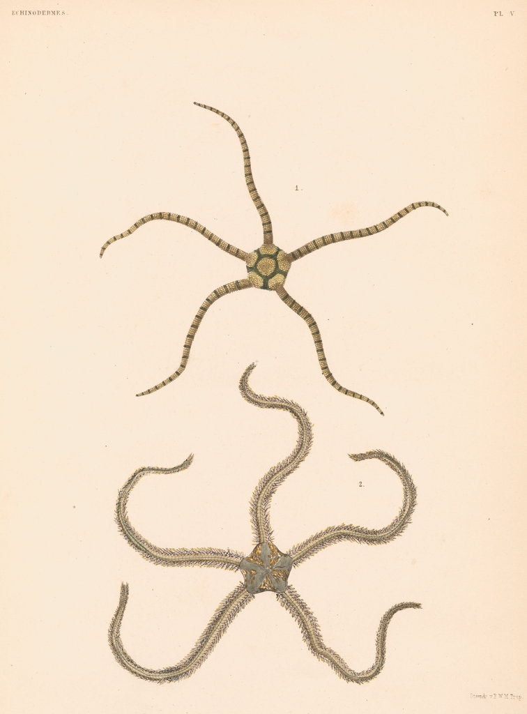 Detail of Brittle stars by unknown