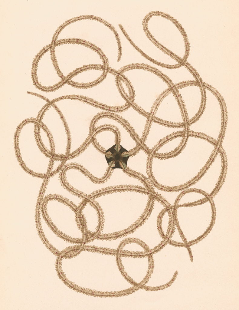 Detail of Ophiothrix longipeda by unknown