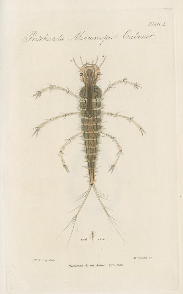 Larva of Dytiscus by William Kelsall